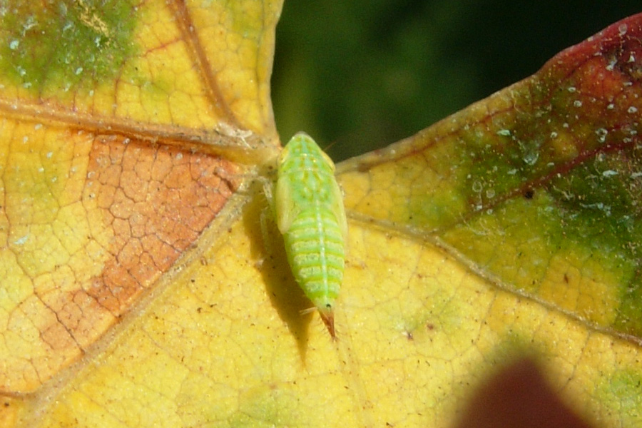 Probabile Tiphlocybidae (Empoasca sp.)